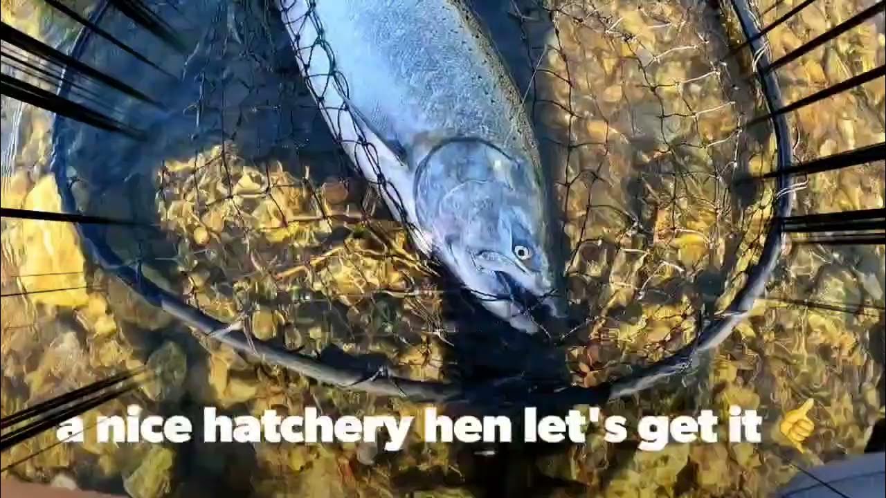 salmon flossing 2022 YouTube