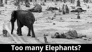 Hwange & Vic Falls, Zimbabwe: Too many elephants? [61 Days Overlanding Ep 6]