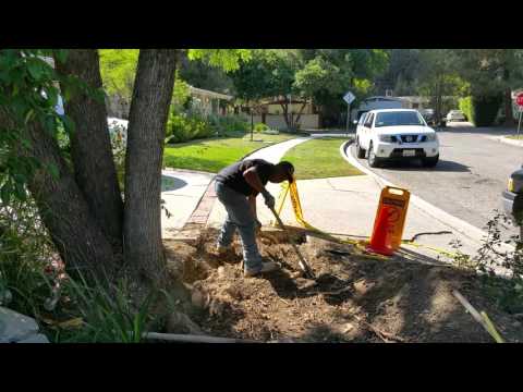 How to remove tree roots below your concrete slab before you pour concrete in LA by Shafran