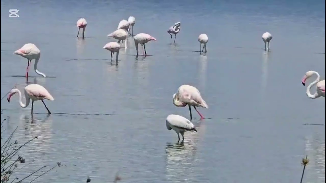 Symphony on Still Waters