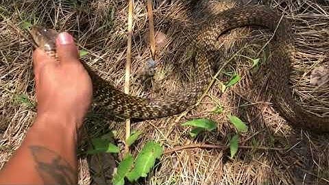 Cắm Câu cá lóc dính Rắn Nước siêu khủng #2