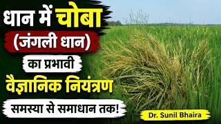 धान में चोबा (जंगली धान) का वैज्ञानिक नियंत्रण | पहचान, नुकसान और 100% प्रभावी समाधान