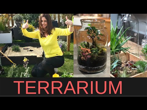 Vidéo: Florarium à Faire Soi-même
