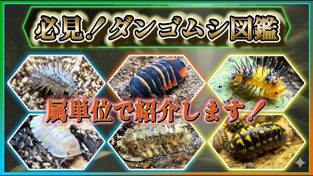 A must-see! We'll introduce pill bugs by genus! - YouTube