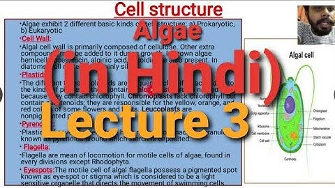 Algae Lecture 3 : (Cell Structure) | in Hindi