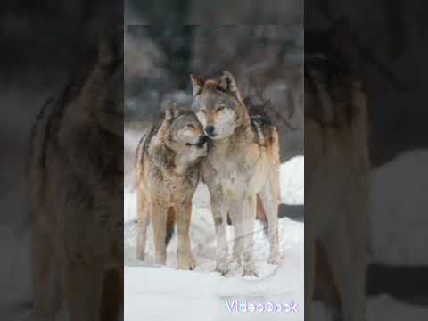 Вовк і вовчиця Shorts