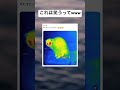 近付いたら喉辺りまで赤くなるのなにww #猫 #おもしろ動画 #笑える #shorts