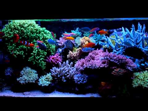 Krzysztof Trycs reef tank  - system with NP-reducing BioPellets