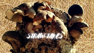 SHIITAKE ON STRAW, Mycelium Emporium 