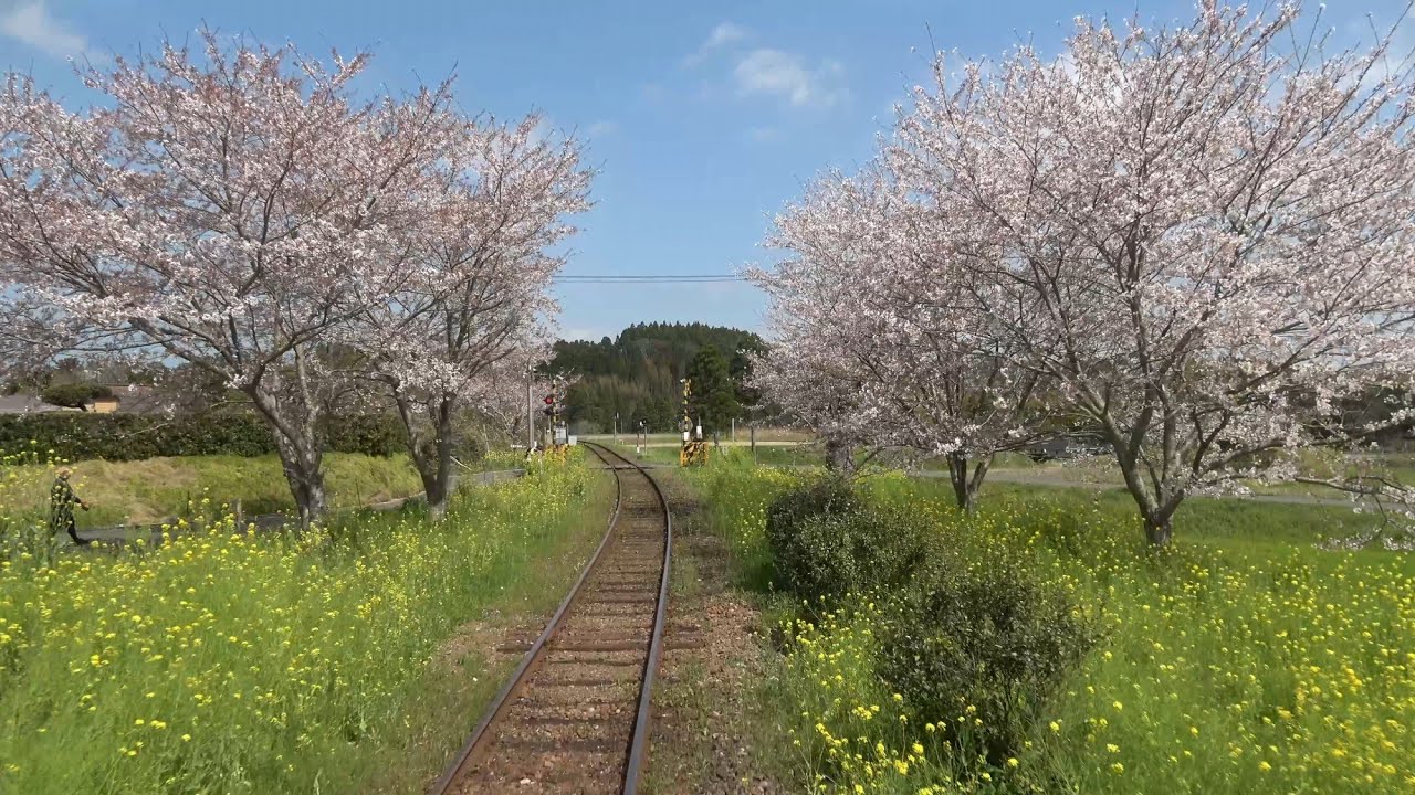 【4K前面展望】桜&菜の花が咲き誇る春のいすみ鉄道　上総中野→大原【キハ52+キハ28とすれ違い！】