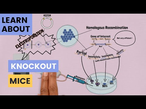 Video: Forskjellen Mellom Transgene Og Knockout Mus