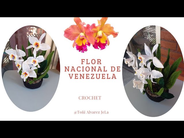 National Flower of Venezuela. Orchid Cattleya Mossiae. @Toñi