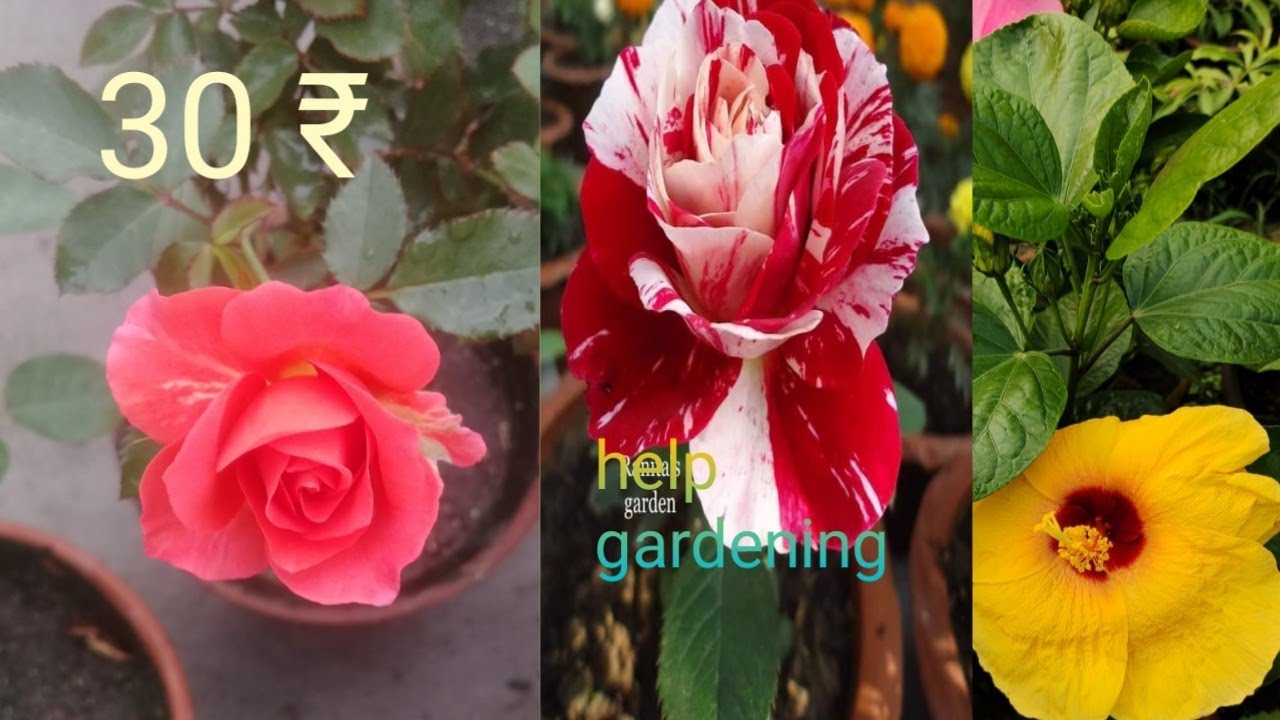 flowers rare plant cheapest price YouTube