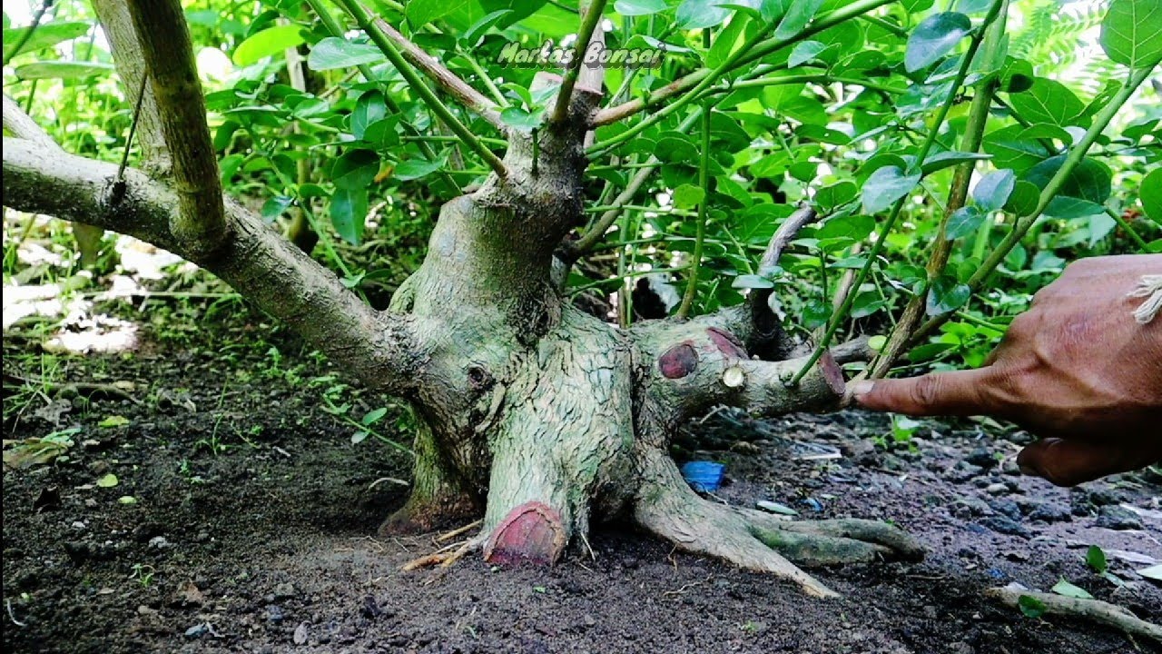 LANJUTAN GERAK DASAR SANCANG BOGEL 