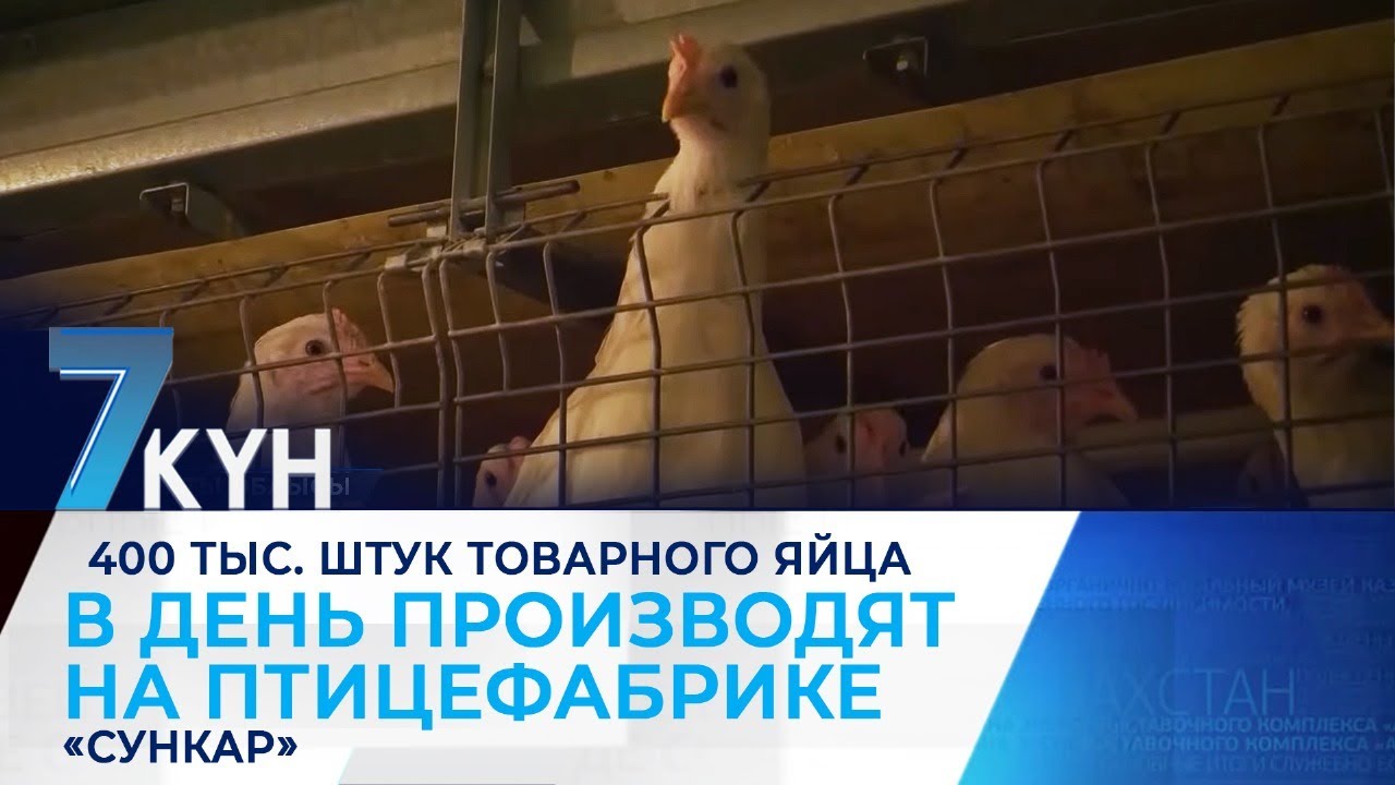 400 тыс. штук товарного яйца в день производят на птицефабрике «Сункар ...
