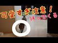 にゃんコプターをちゃんと持ってきてくれる子猫が可愛すぎた！！！ [子猫][保護猫]