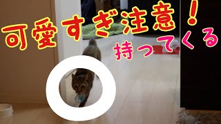 にゃんコプターをちゃんと持ってきてくれる子猫が可愛すぎた！！！ [子猫][保護猫]