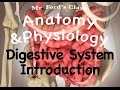 Digestive System Overview Quiz