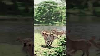 Nature’s Most Intense Chase | Tiger vs Deer#trending #viral #youtubeshorts