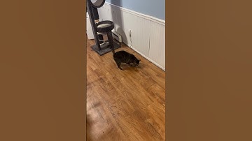 I should not have given him the catnip #cat #fatcat