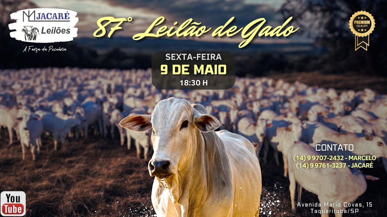 87° LEILÃO DE GADO - 09/05/2025 - ML JACARÉ LEILÕES - TAQUARITUBA/SP 
