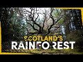 How were bringing back scotlands lost rainforest