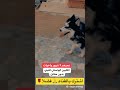 الكلبين الهاسكي للتبني بمصداقيه شرط وجود مكان الكلبين الهاسكي للتبني بمصداقيه شرط وجود مكان