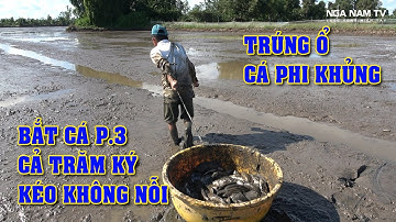Bắt Cá P.3 Bắt Cả Trăm Ký Cá, Trúng Ổ Cá Phi Giữa Đồng Hơn Cá Nuôi/Catch The Fish/NGÃ NĂM TV