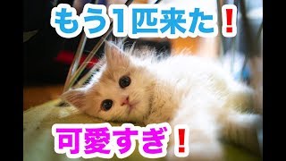 【ジェイの部屋】もう１匹保護猫を預かりました！【保護猫】【スコティッシュフォールド】Scottish fold