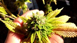 Flower Update 6/22
