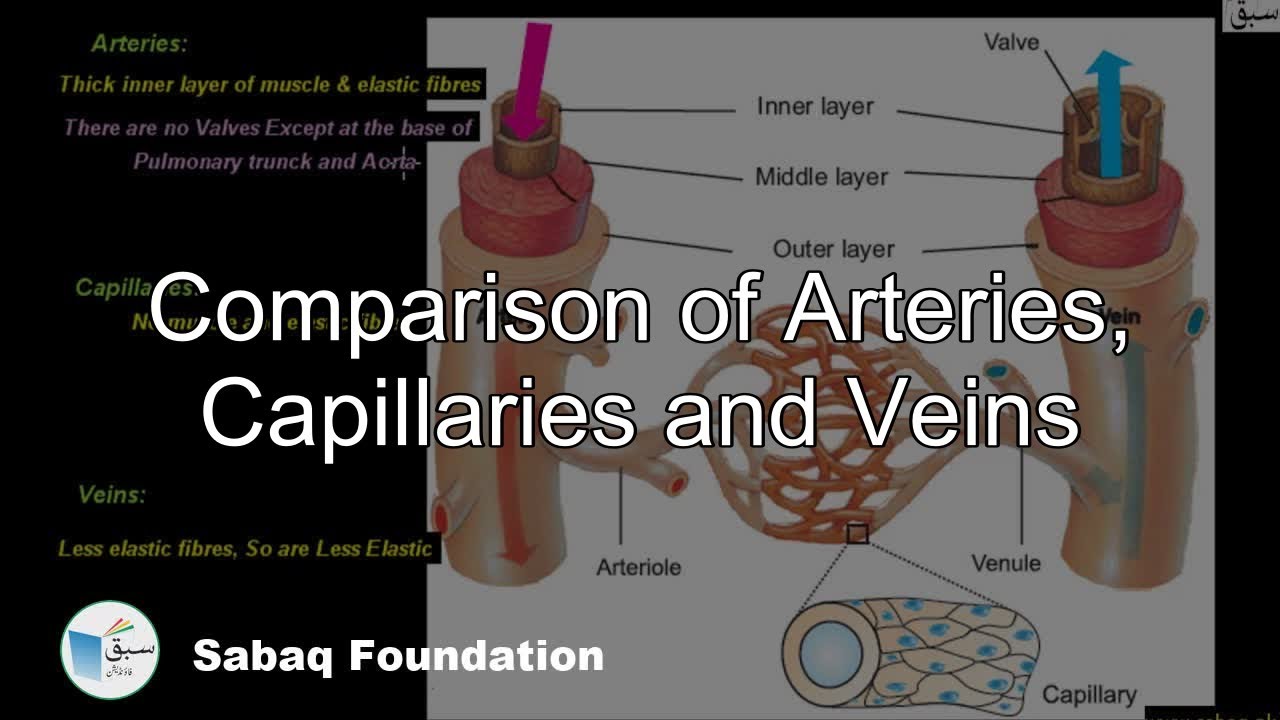 arteries veins and capillaries comparison