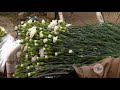 Producción de esquejes para un cultivo de flores - La Finca de Hoy