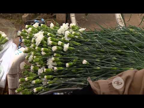 Video: Cultivo de flores a lo largo de cercas: uso de flores para cubrir cercas