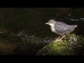 Cincle plongeur juvénile - Cinclus cinclus - White-throated Dipper