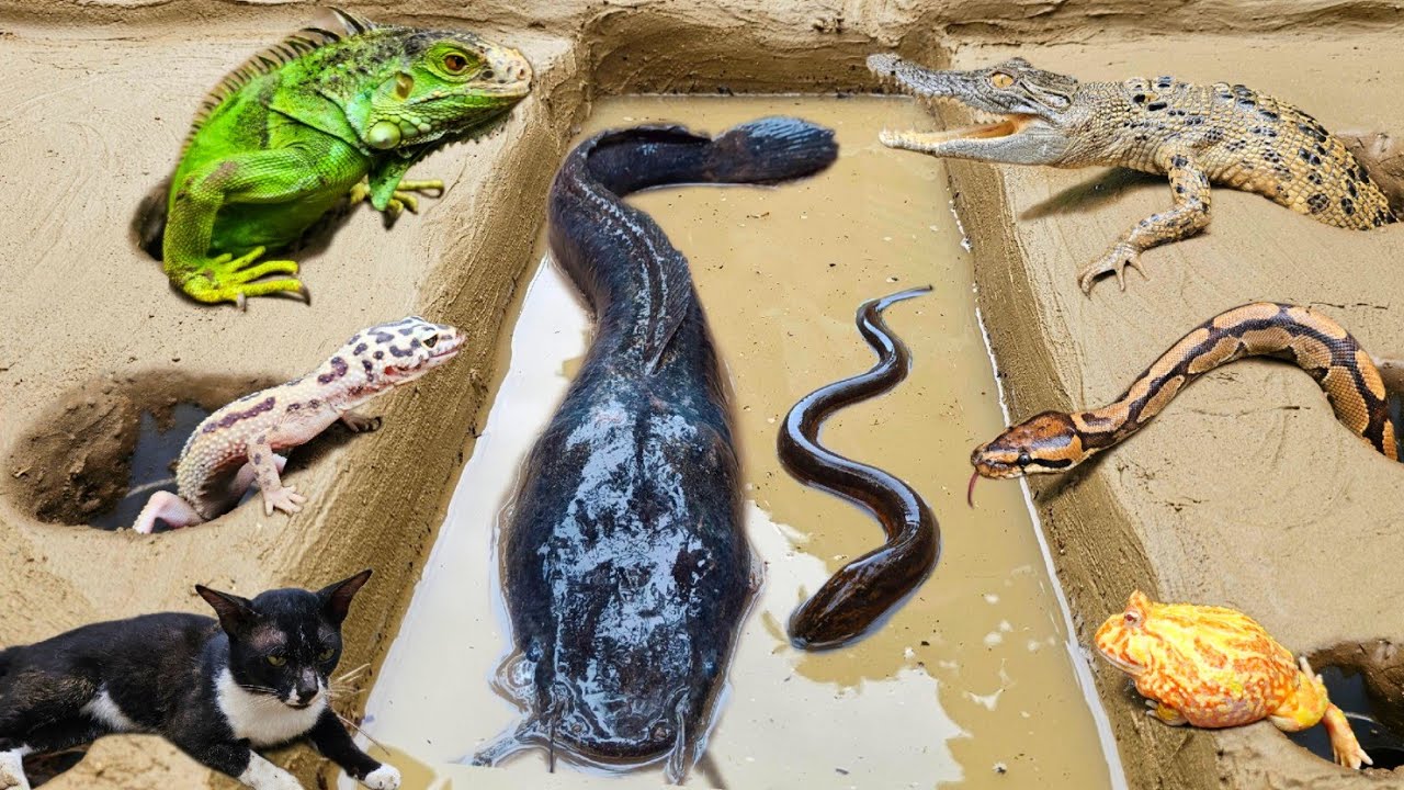 Amazing! Menangkap ikan lele besar dalam lubang ada banyak hewan seram yang keluar dari lubang