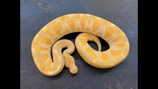 Wild Toffee Ball Python combos and more egg-cutting! Wealth