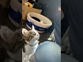 猫社員の大きな声にちょっとビックリI was a little surprised by the loud voice of the cat employee#保護 #猫 #cat #shorts
