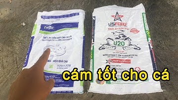 Nuôi Cá Trê Cho Ăn Cám Công Nghiệp Loại Nào Tốt Và Tiết Kiệm Chi Phí Nhất | Trại Cá Phú