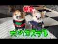 犬のコスプレが可愛すぎて大爆笑ｗ【チワワ】