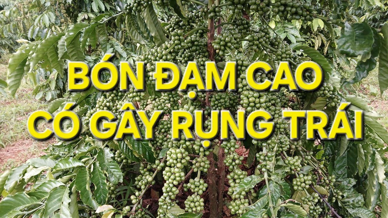 Bón đạm cao có gây rụng trái cà phê. MV Nhân Trí