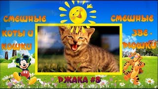 Ржака #8. Смешные попугаи. Дружба попугая с котом Ржака #8. Смешные попугаи. Дружба попугая с котом