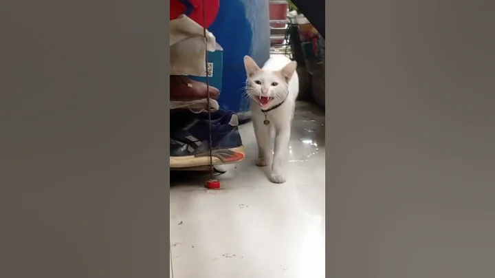 Video 11070781: royal bengal cat