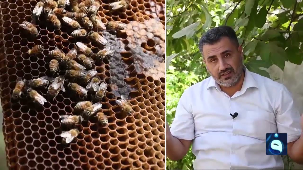 قصة نجاح قتيبة عبد الخالق في مجال تربية النحل وبيع العسل