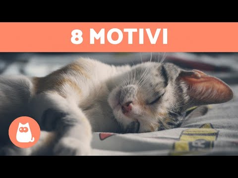 Video: I Tuoi Gatti Ti Tengono Sveglio La Notte?