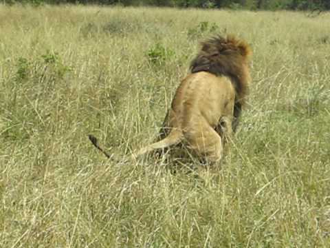 Image result for lion shitting