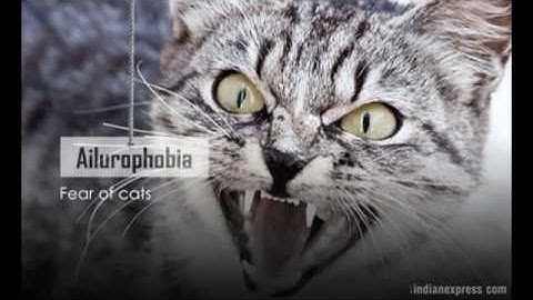 20 different phobias you probably didn