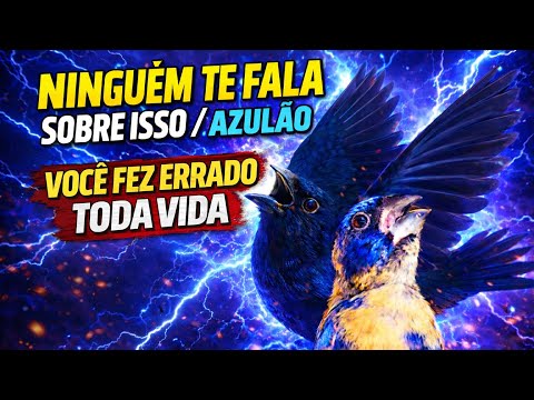 Ninguém te fala sobre isso / AZULÃO 