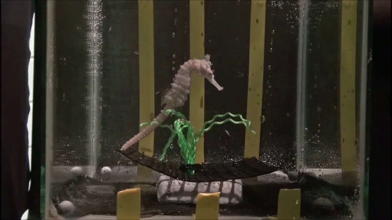 Behavioural and pathomorphological impacts of flash photography on benthic fishes