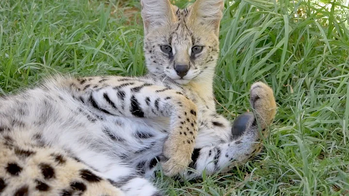 Watch the video about Young Serval playing with toy