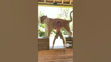 The Largest Cat In The World Liger Ligre Huge Giant Cat Bigcat Hybrid 